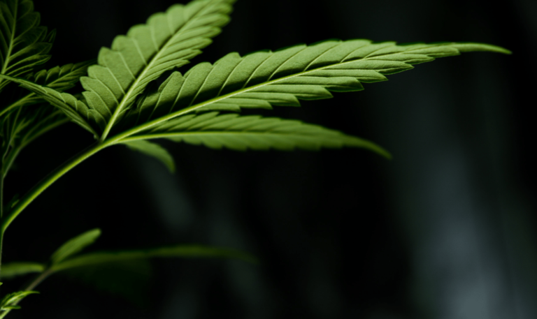 Live Resin vs Rosin – Rozdiely, efekty a použitie