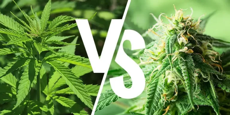 Indica vs. sativa: Pochopenie rozdielov medzi typmi odrôd