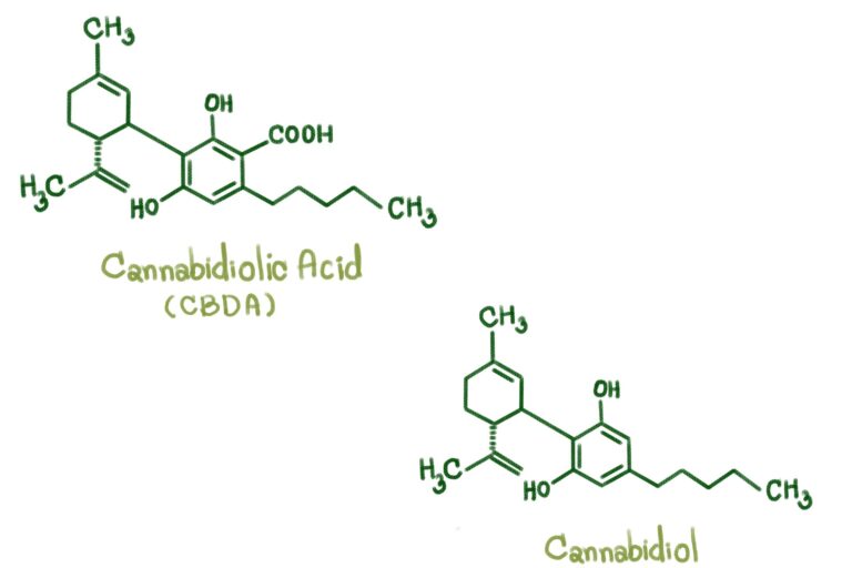 CBD vs CBDA