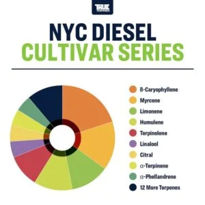 NYC Diesel Terpenes